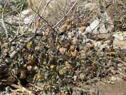 Image of yellow nightshade groundcherry