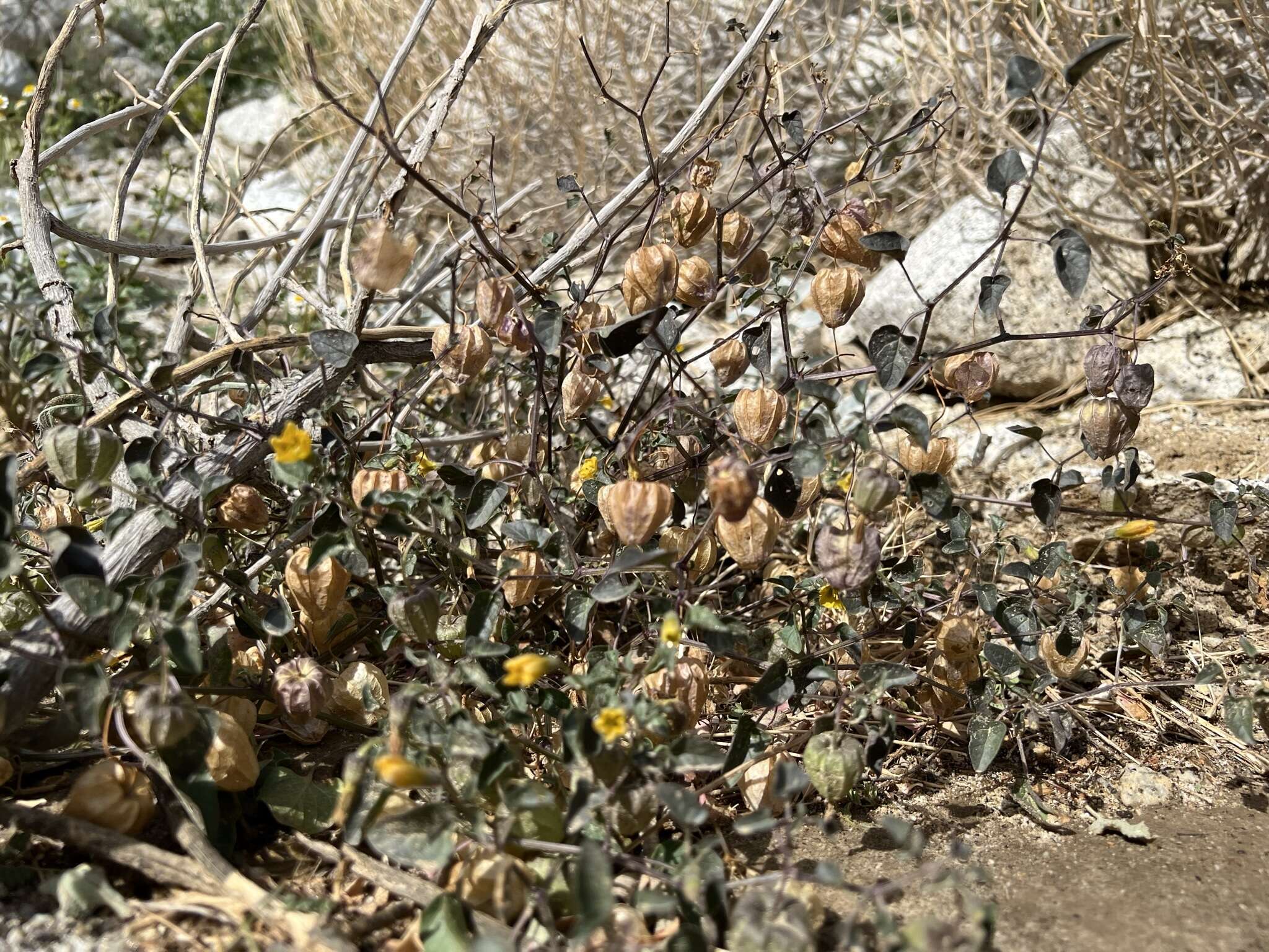 Image of yellow nightshade groundcherry