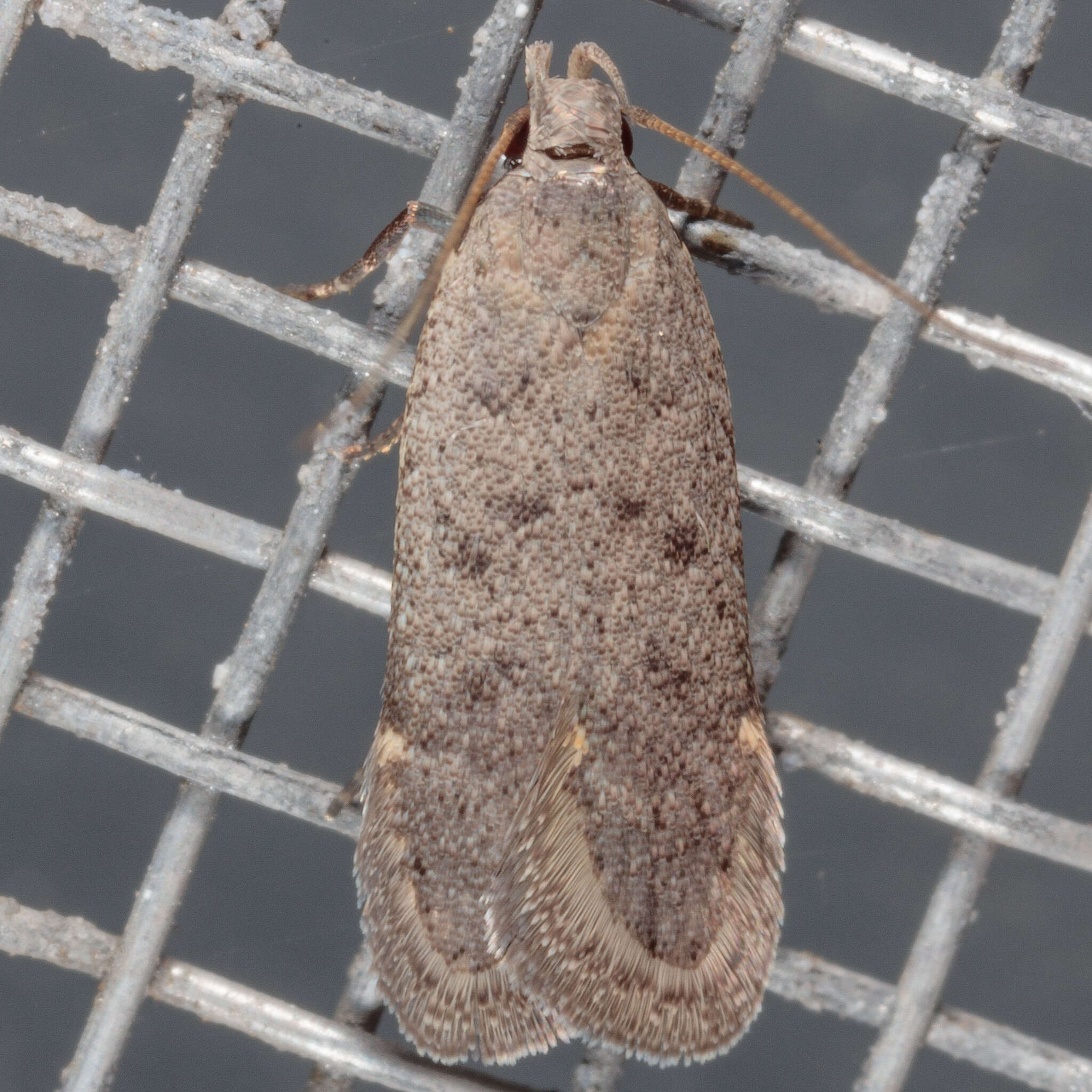 Image of Anacampsis comparanda Meyrick 1929