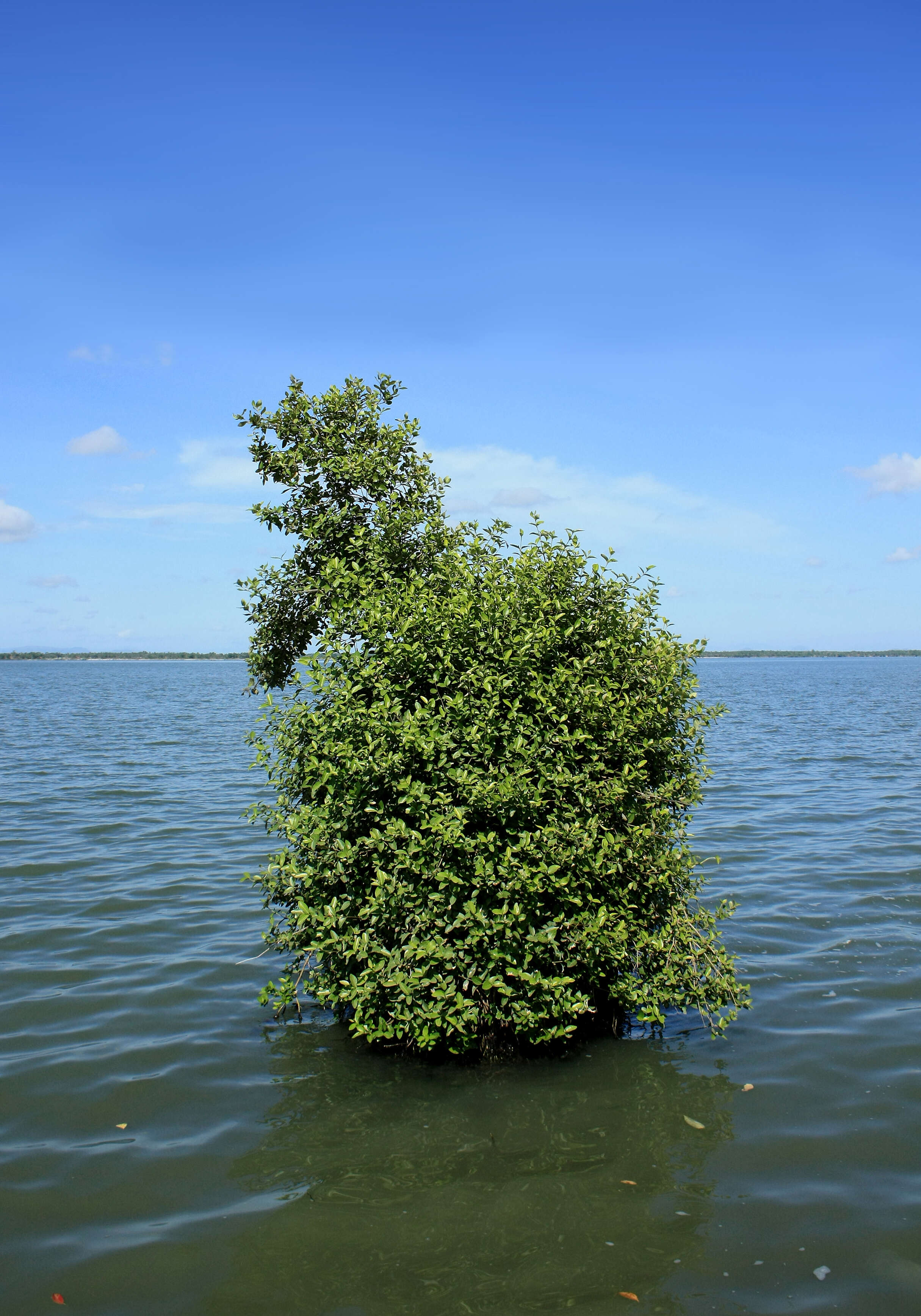 Image of Gray Mangrove