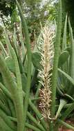 Image of African bowstring hemp