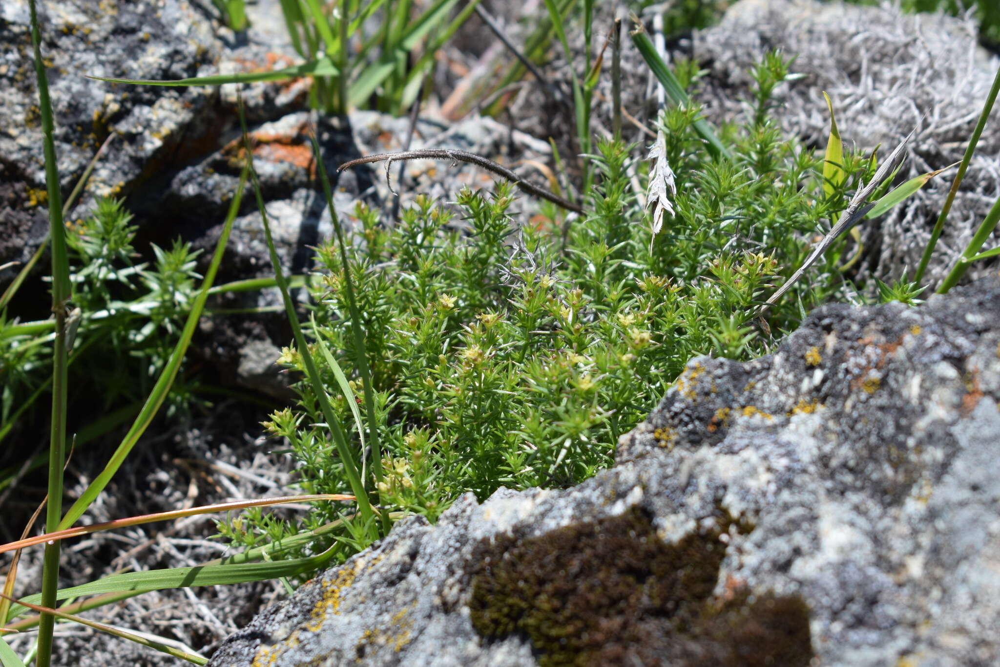 Image of serpentine bedstraw