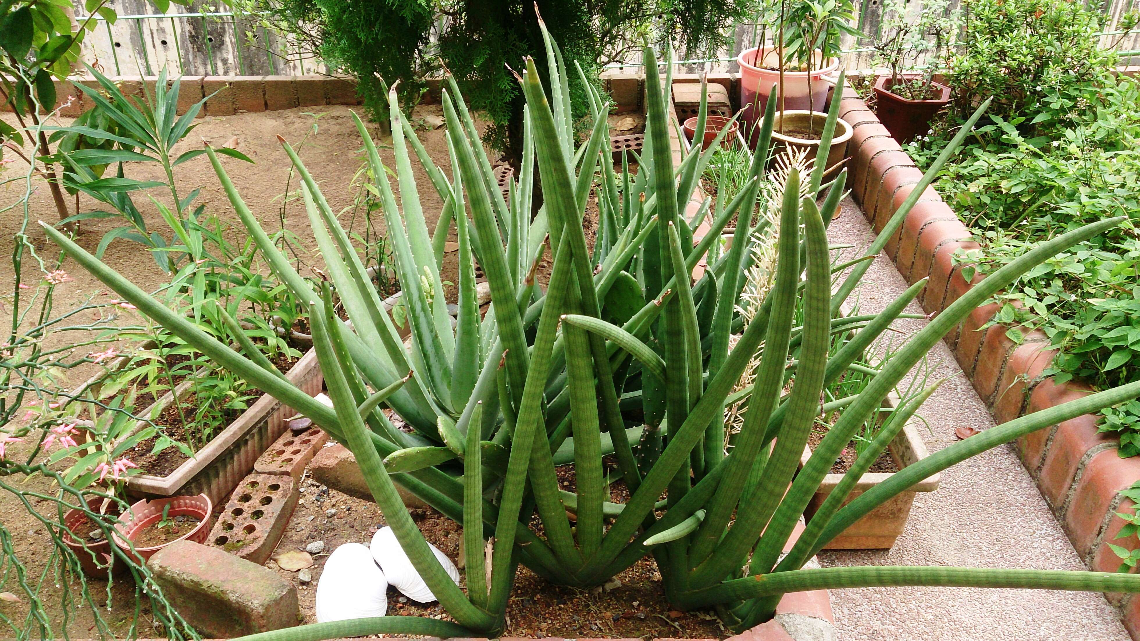 Image of African bowstring hemp