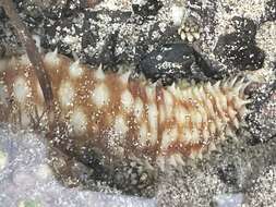 Image of Sand sifting sea cucumber