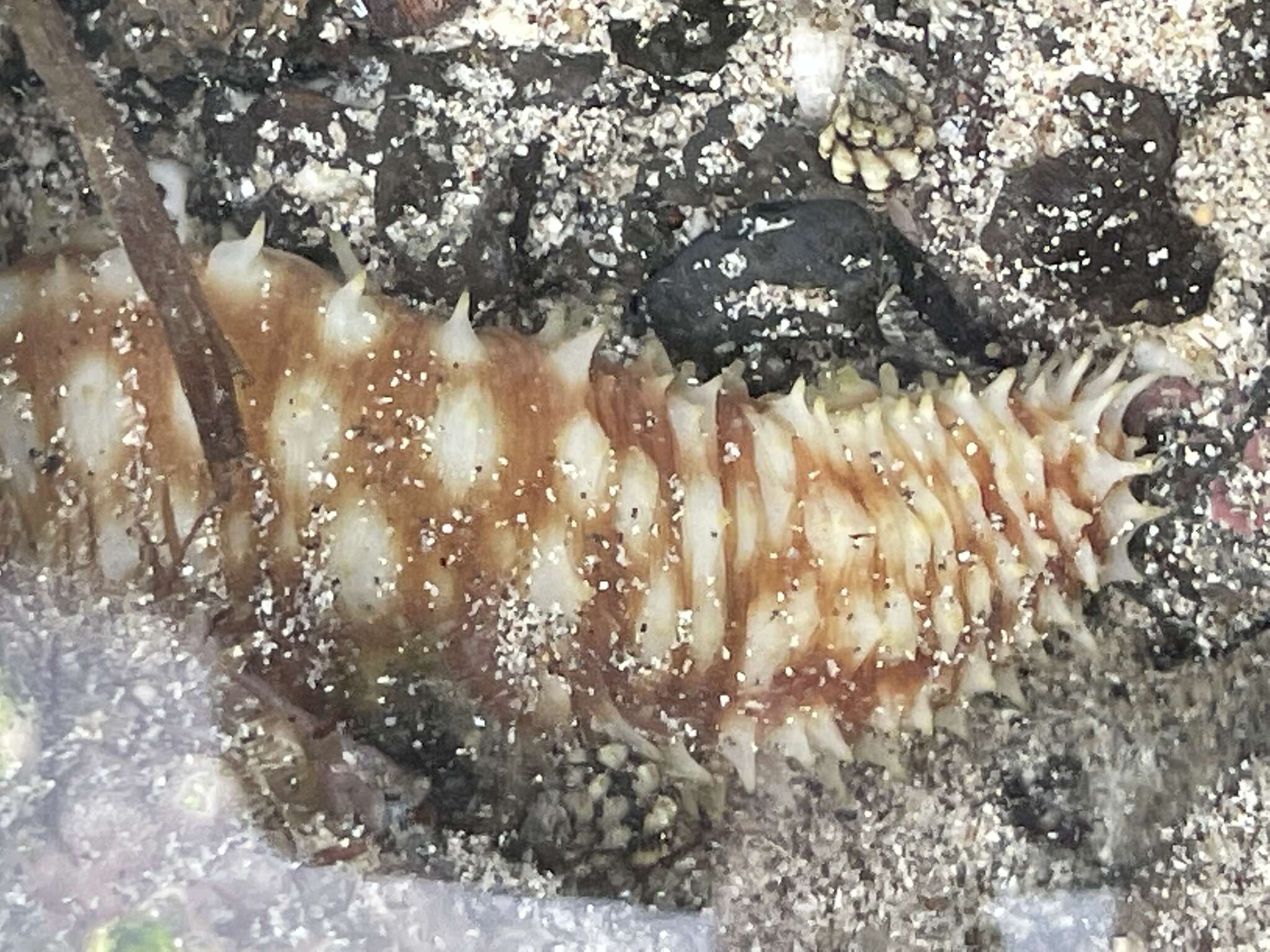 Image of Sand sifting sea cucumber