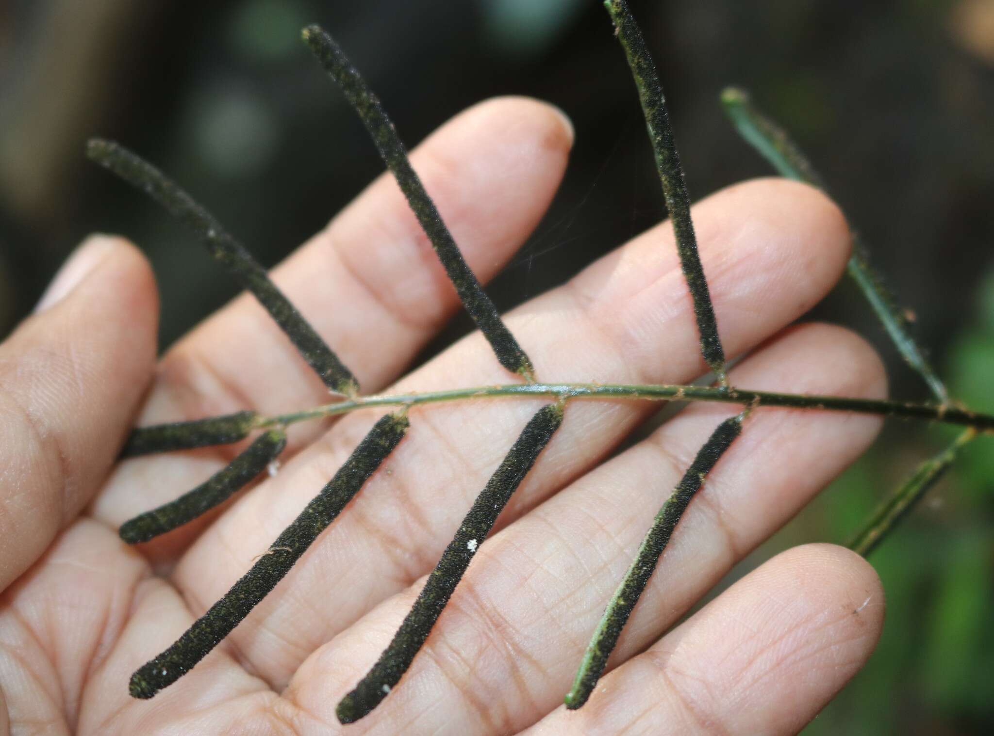 Image of Bolbitis subcrenata (Hook. & Grev.) Ching