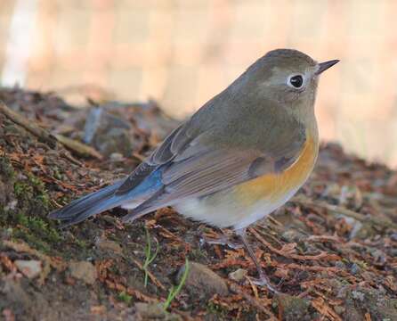 Image of Orange-flanked Bush-Robin