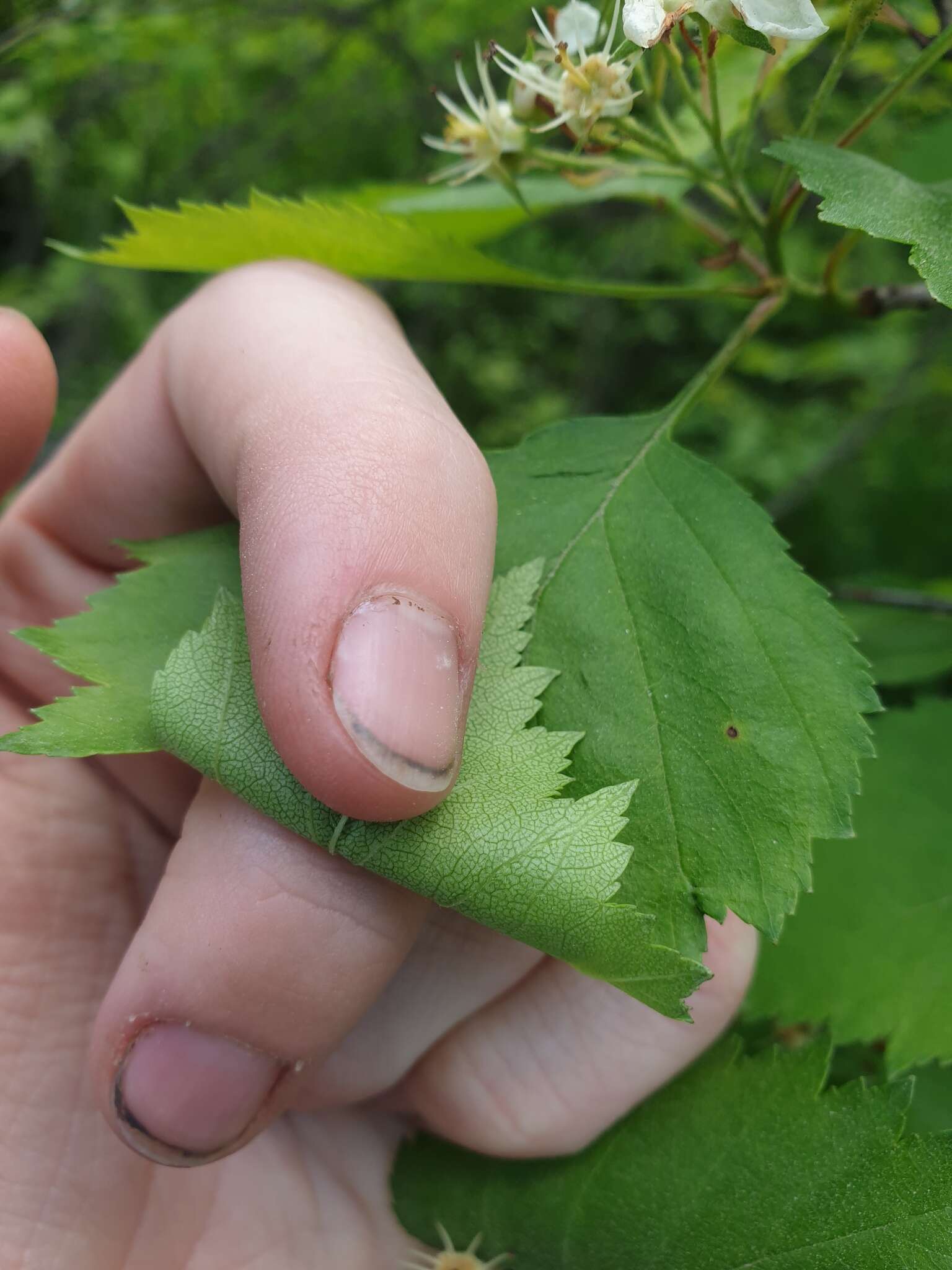 Sivun Crataegus chrysocarpa var. praecox (Sarg.) J. B. Phipps kuva