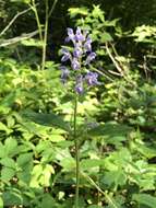 Image of hairy skullcap