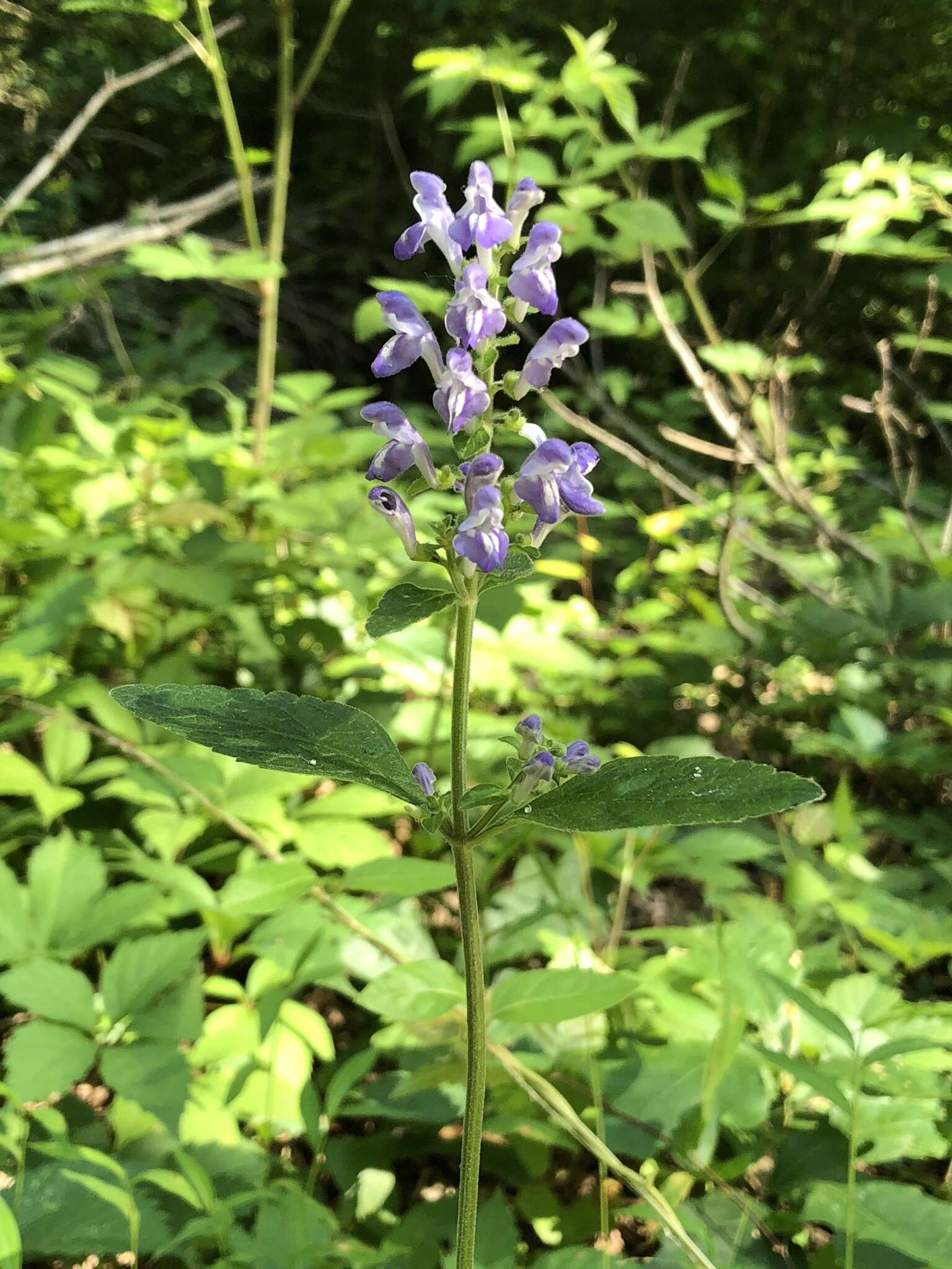 Image of hairy skullcap