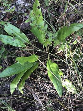 Image of Big Red Sage