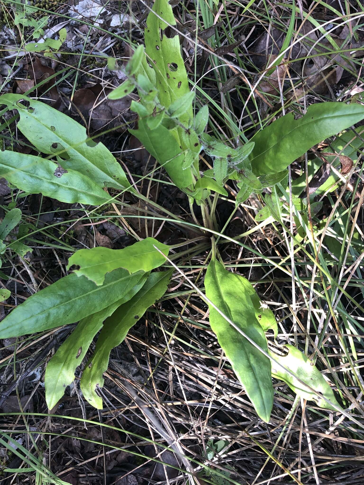 Image of Big Red Sage