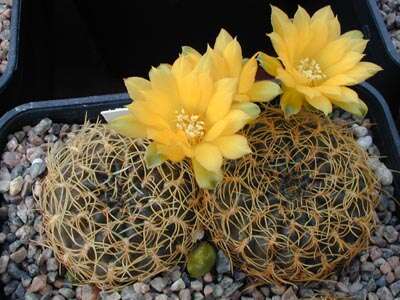 Image of rebutia