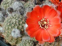 Image of rebutia