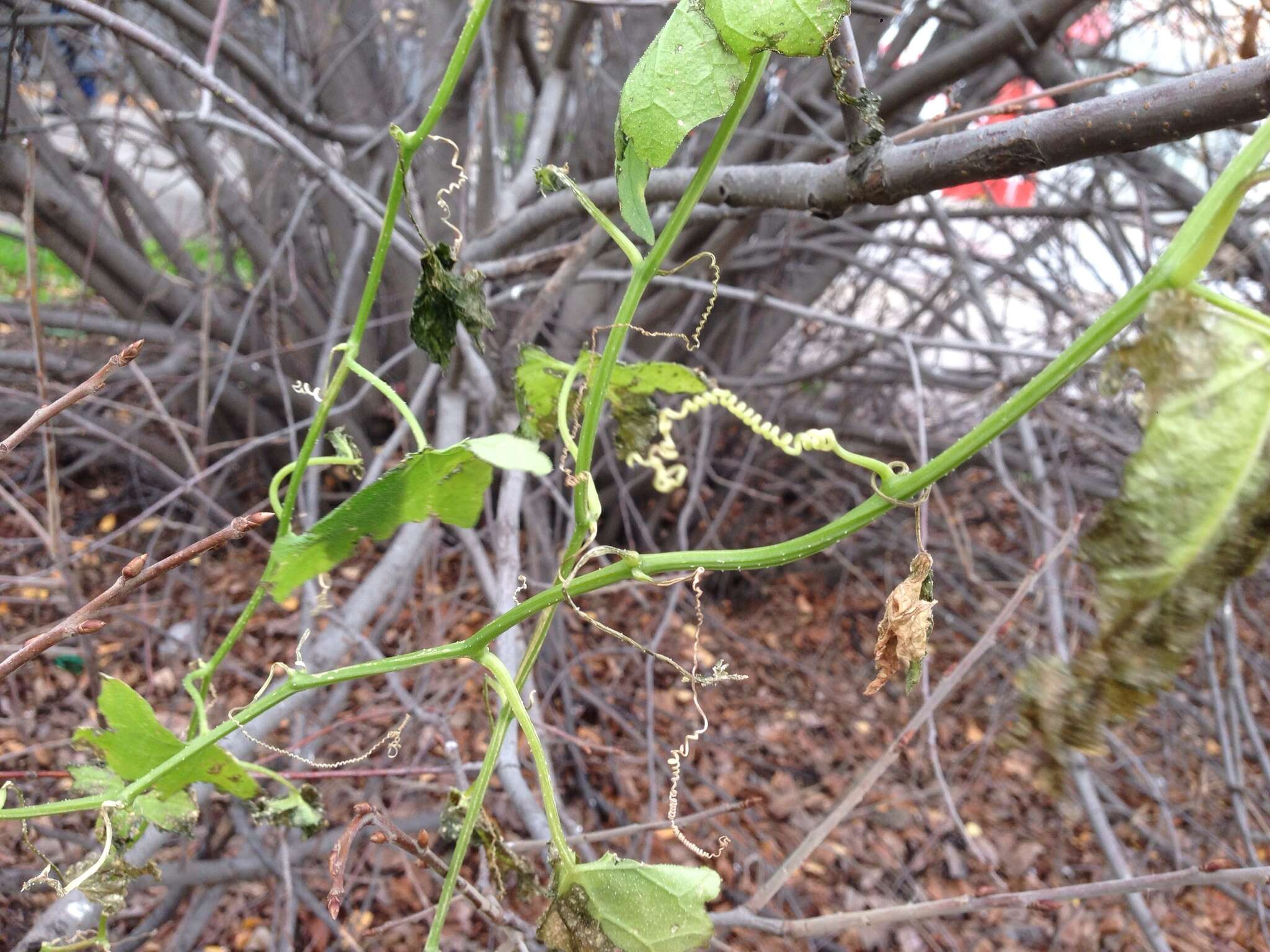 Image of white bryony