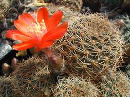 Image of rebutia