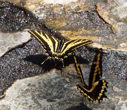 Sivun Papilio pilumnus Boisduval 1836 kuva