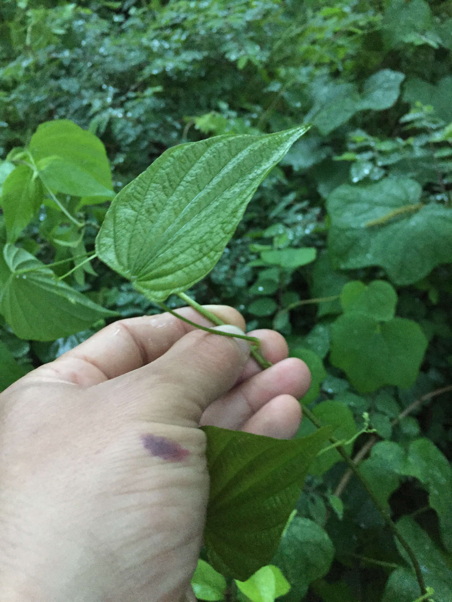 Image of wild yam