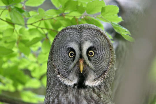 Image of Great Gray Owl