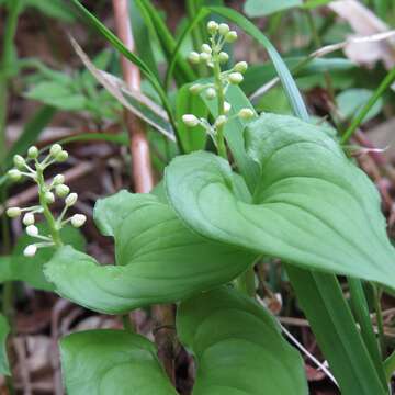 Imagem de Maianthemum dilatatum (Alph. Wood) A. Nelson & J. F. Macbr.