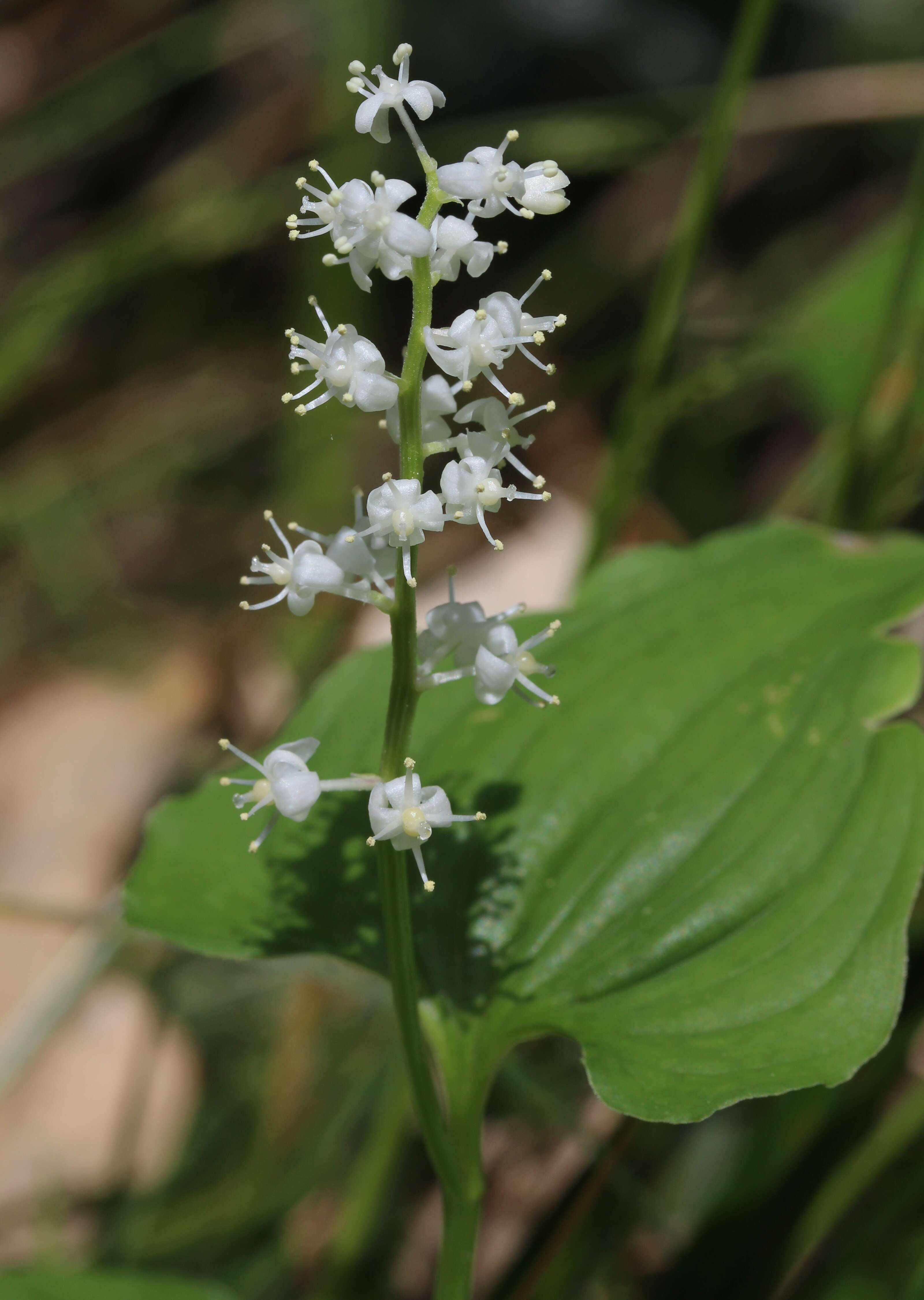 Imagem de Maianthemum dilatatum (Alph. Wood) A. Nelson & J. F. Macbr.