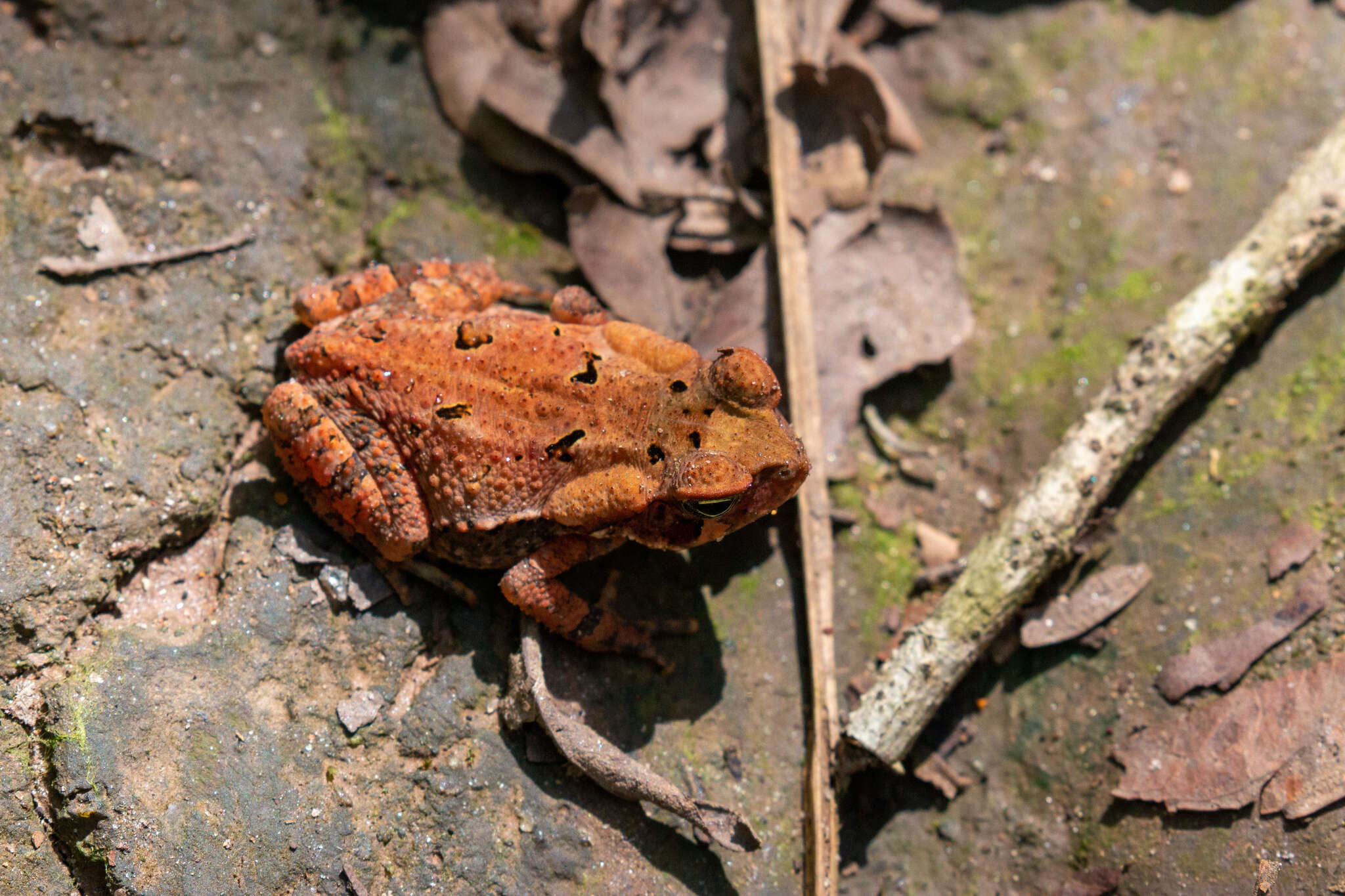 صورة Rhinella crucifer (Wied-Neuwied 1821)