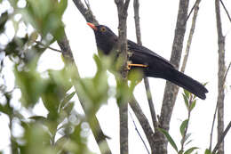 Image of Glossy-black Thrush