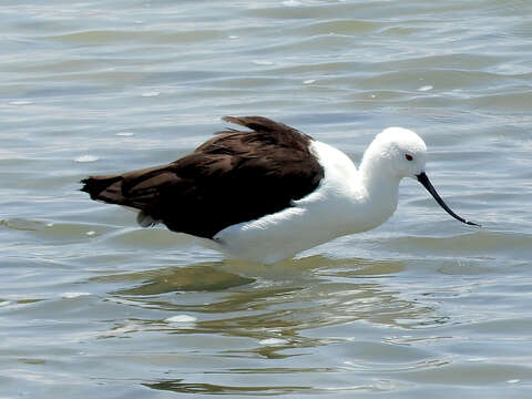 Image of Andean Avocet