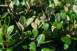 Image of Elaeagnus formosana Nakai