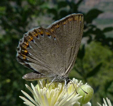 Image of Spanish Purple Hairstreak