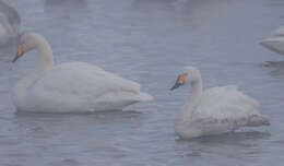 Image of Bewick's swan