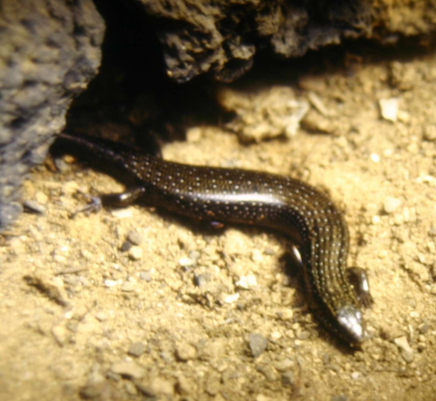 Image of Ocellated Bronze Skink