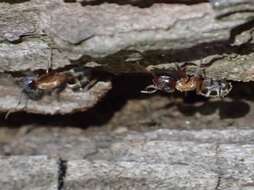 Image of Velvety Tree Ant