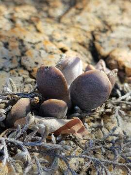 Image of Adromischus umbraticola C. A. Smith