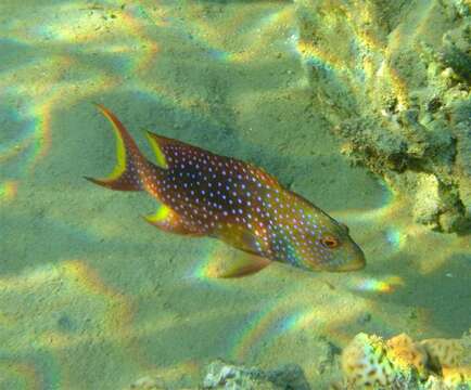 Image of Common Lyre-tail Cod