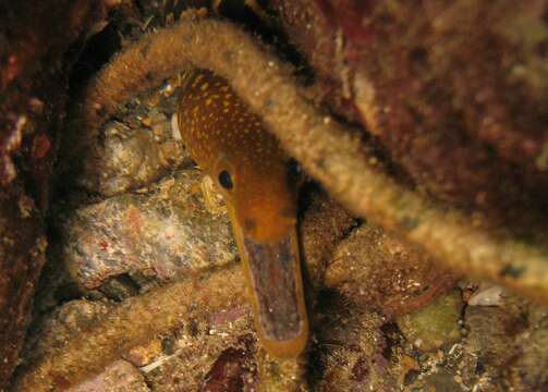 Image of Bird-eye Conger