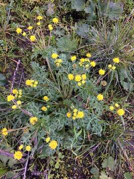 Image of sharptooth blacksnakeroot