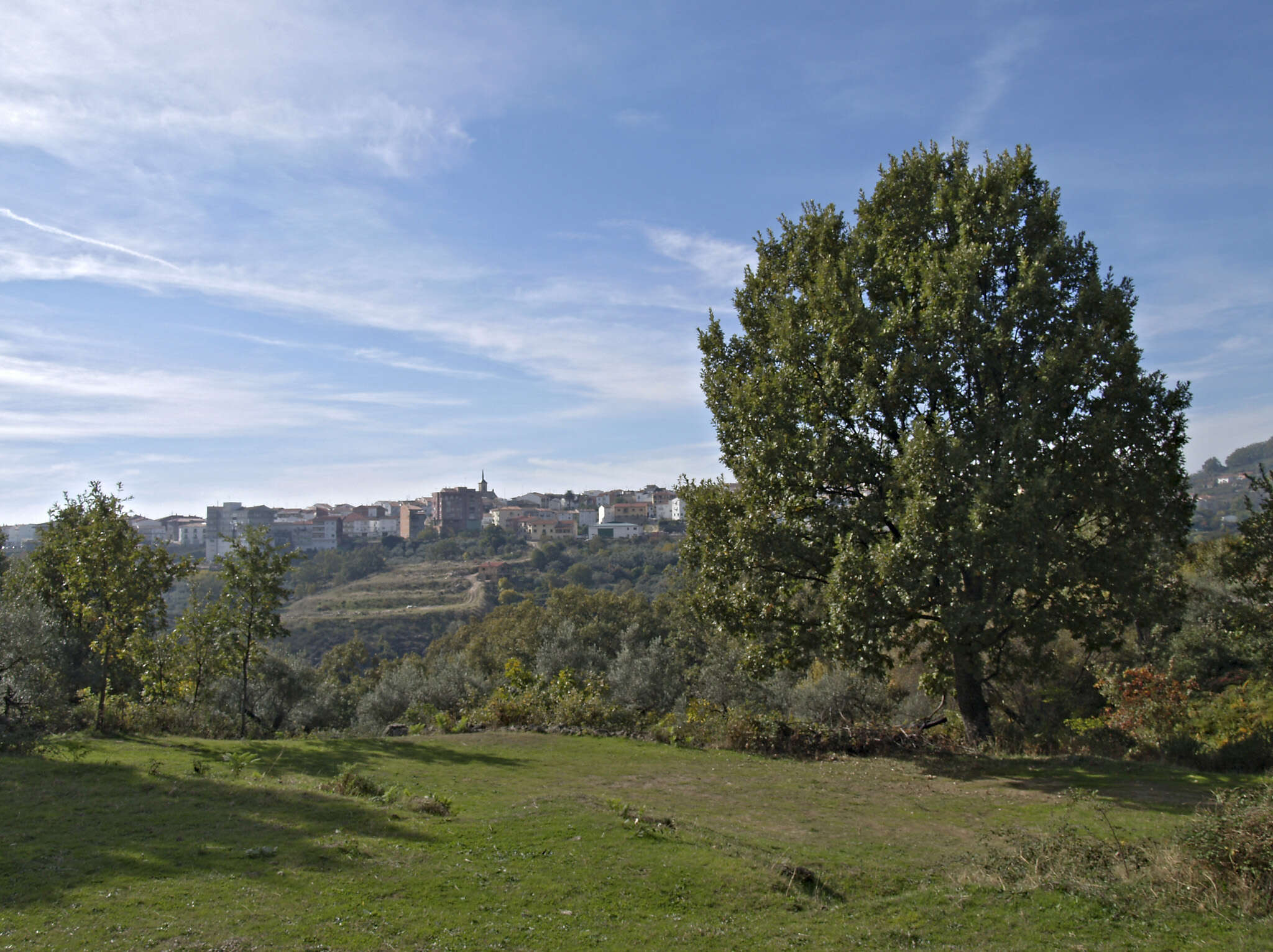 Image of Iberian white oak