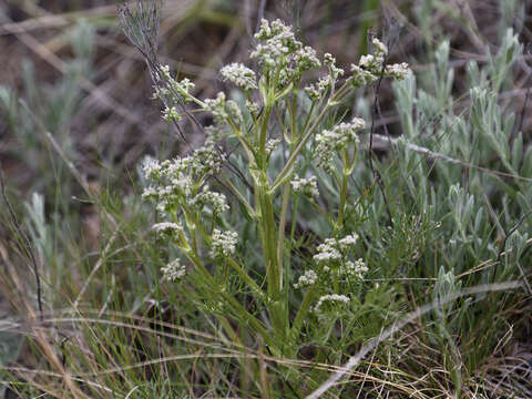 Image of Trinia hispida Hoffm.