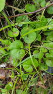 Image of Dichondra repens J. R. Forster & G. Forster