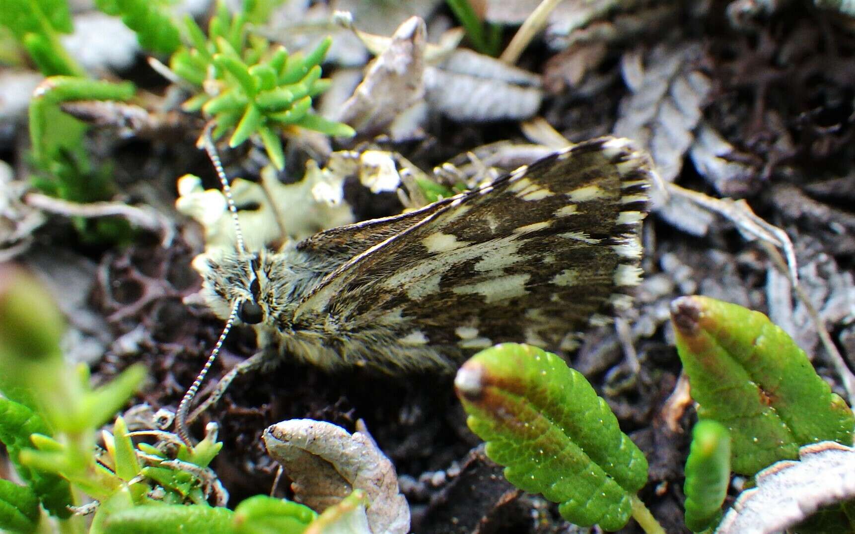 Image of Northern grizzled skipper