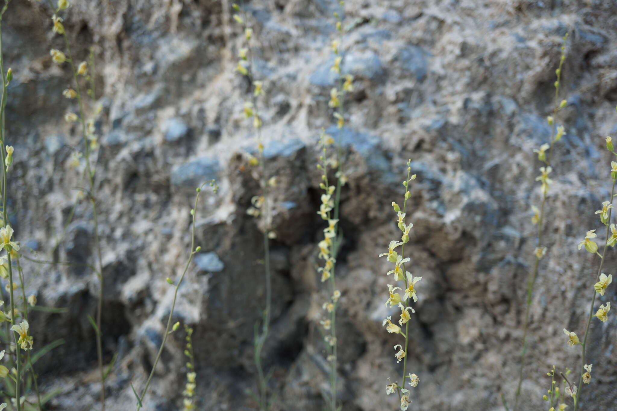 Image of Streptanthus glandulosus subsp. sonomensis (Kruckeberg) M. Mayer & D. W. Taylor