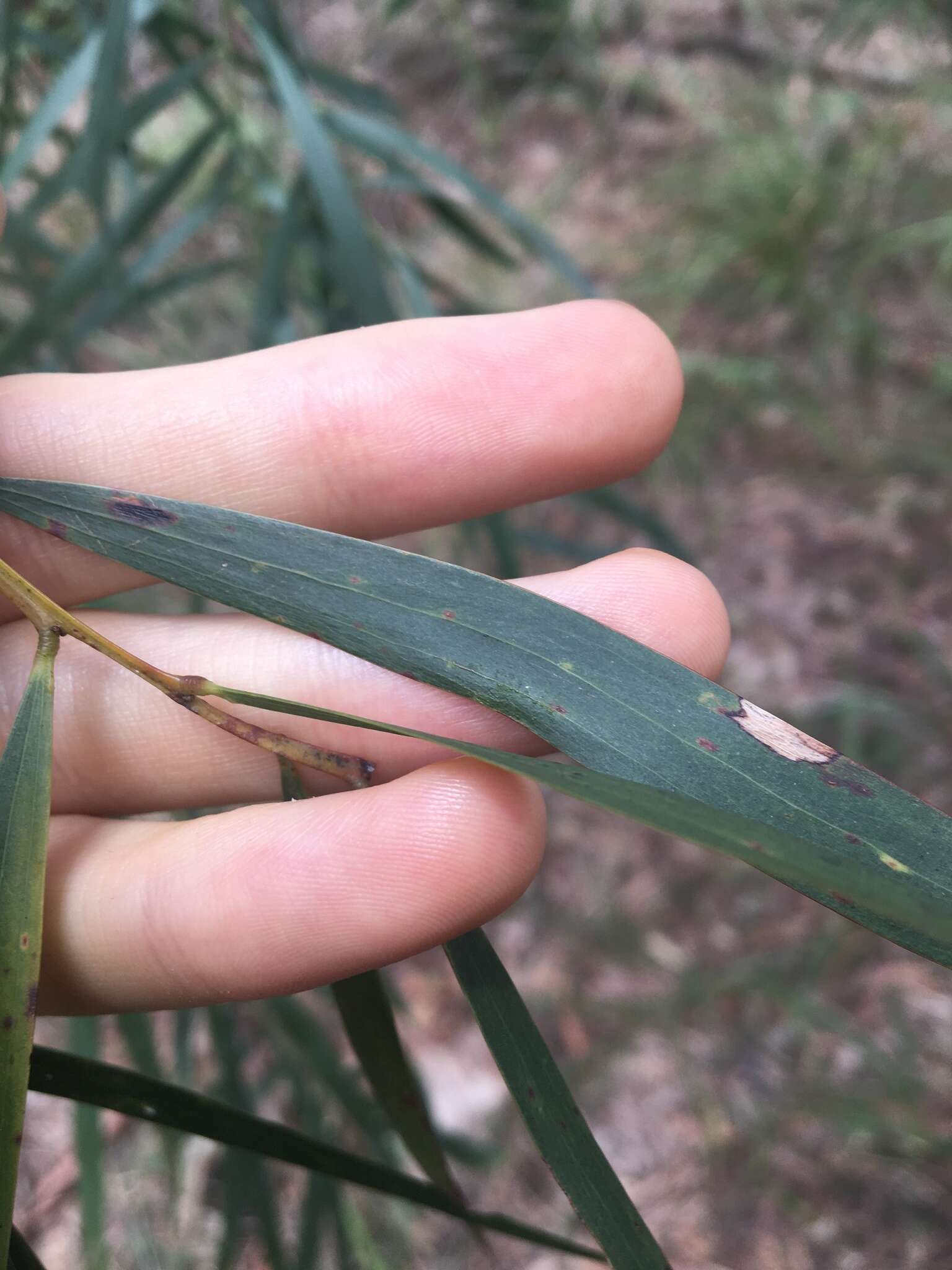 Image of Acacia courtii Tindale & Hersc.