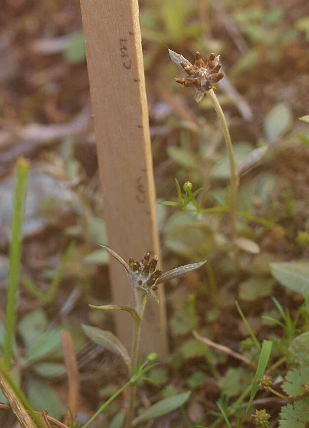 Imagem de Euchiton audax (Drury) Holub