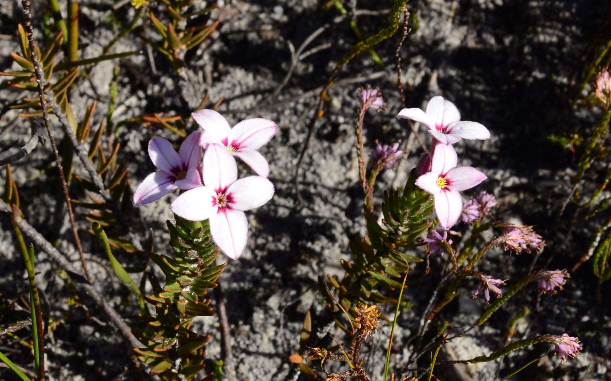 Image of Gnidia linearifolia (Wikstr.) Peterson