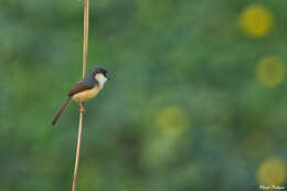 Image of Ashy Prinia