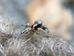 Image of Habronattus pyrrithrix (Chamberlin 1924)