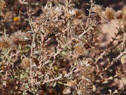 Image of Heterotheca cinerascens (S. F. Blake) G. L. Nesom