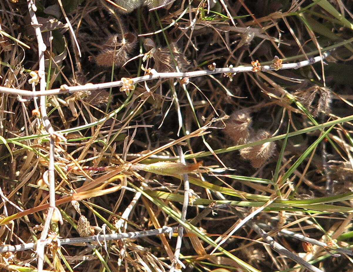 Image of Muehlenbeckia ephedroides Hook. fil.