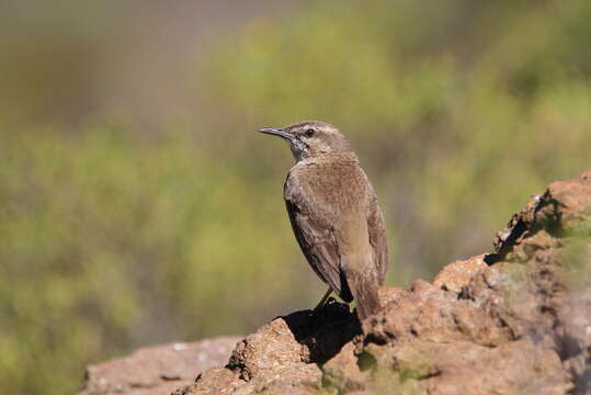 Image of African Rock Pipit